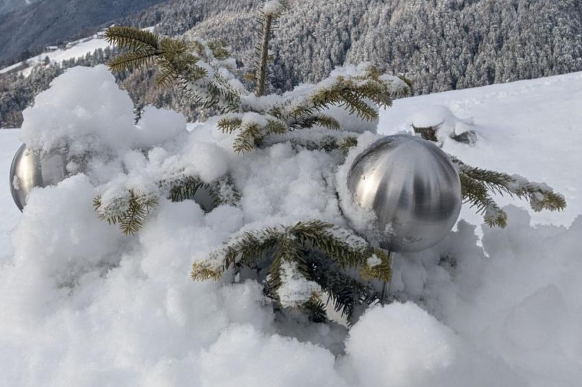 App. Haselstaude - foto 12