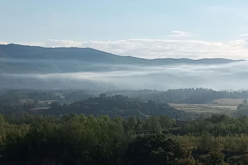 Flache Linde - foto 46