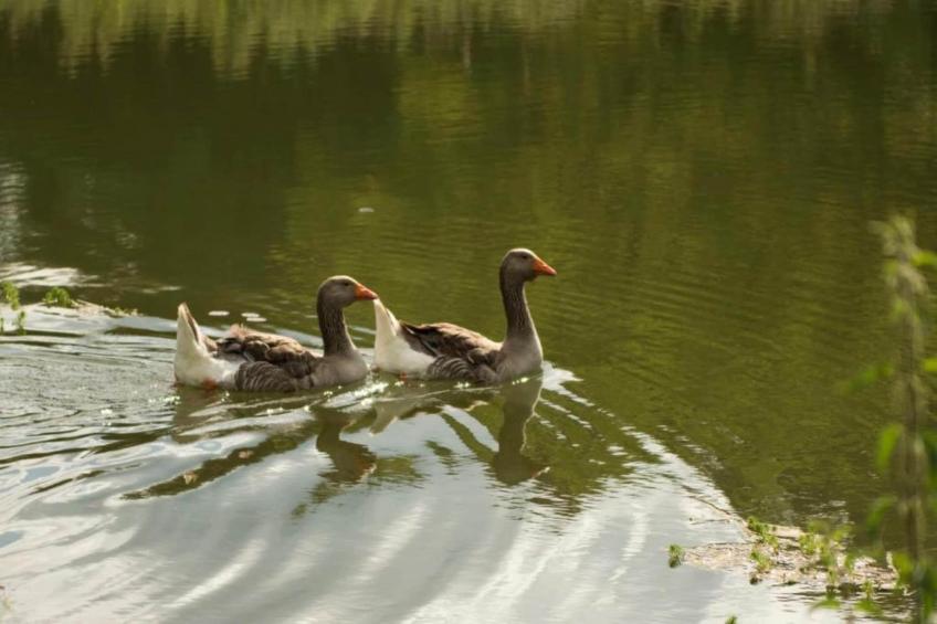 Maison de vacances - MAZEYROLLES - foto 39