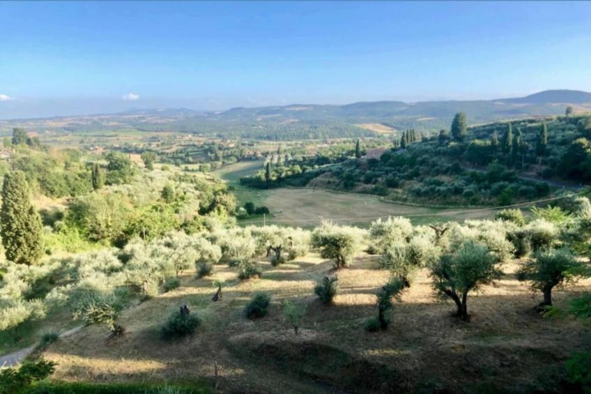 Paulonia - foto 29