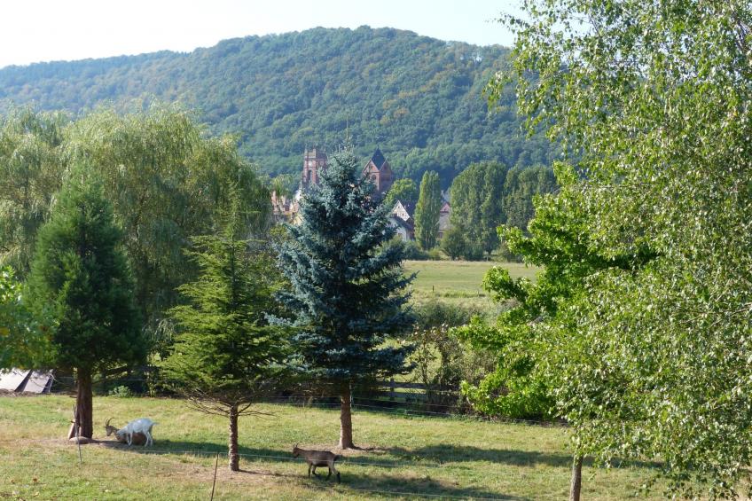 Domäne mit Terrasse, Grill und Garten - foto 22