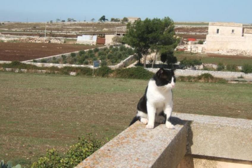 "Villa mit Pool - foto 17