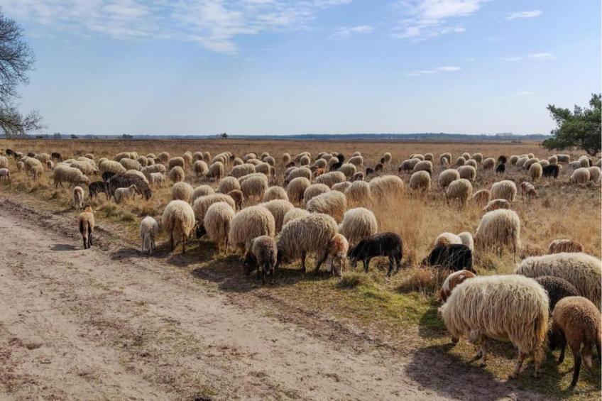 Vakantiepark de Noordster 1 - foto 36