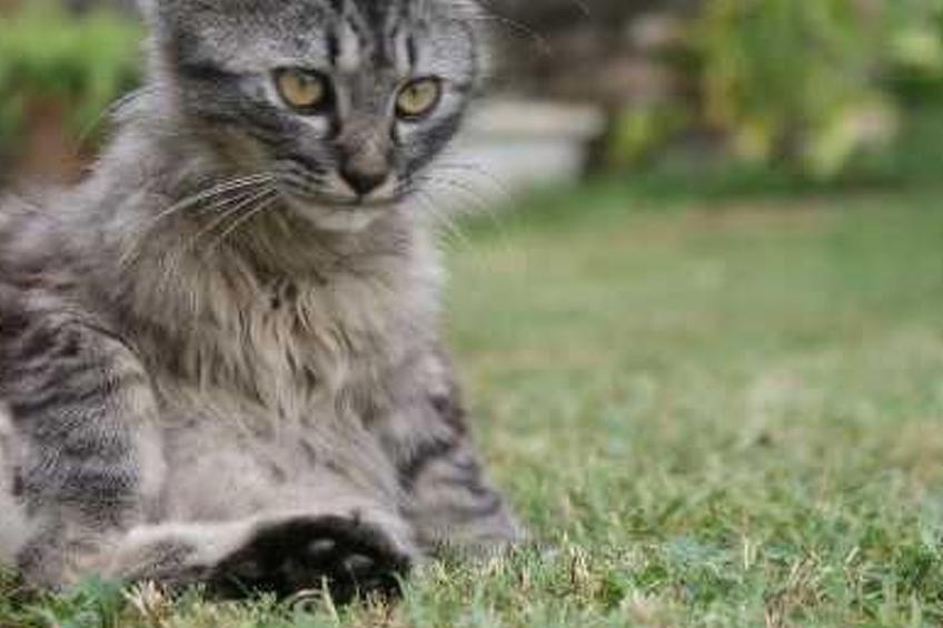 Kleiner Bungalow mit zwei Schlafzimmern. - foto 7