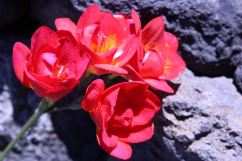 in Monte Breñas mit Grill, Terrasse und Garten - foto 23