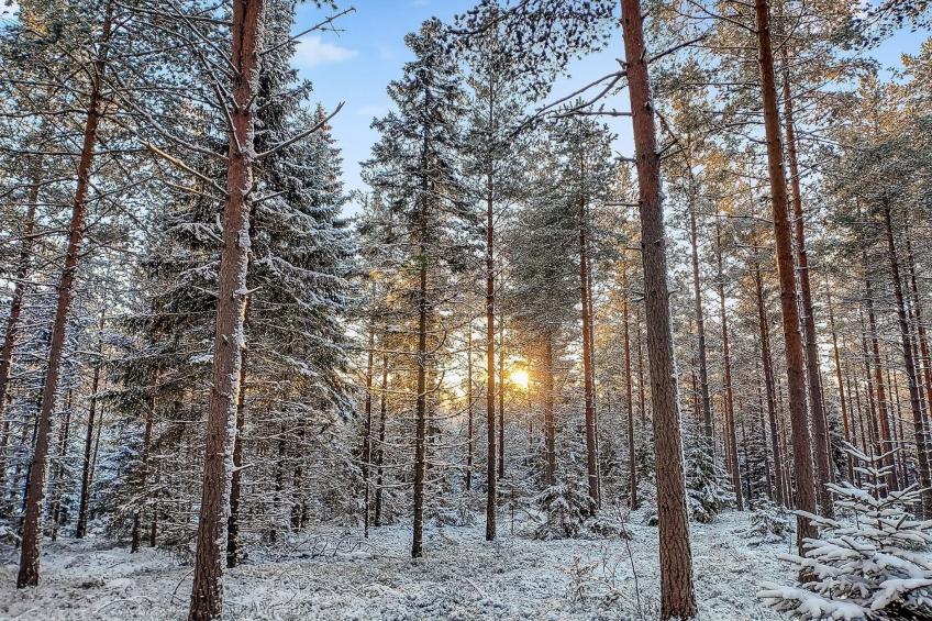 Päivärinne - foto 10