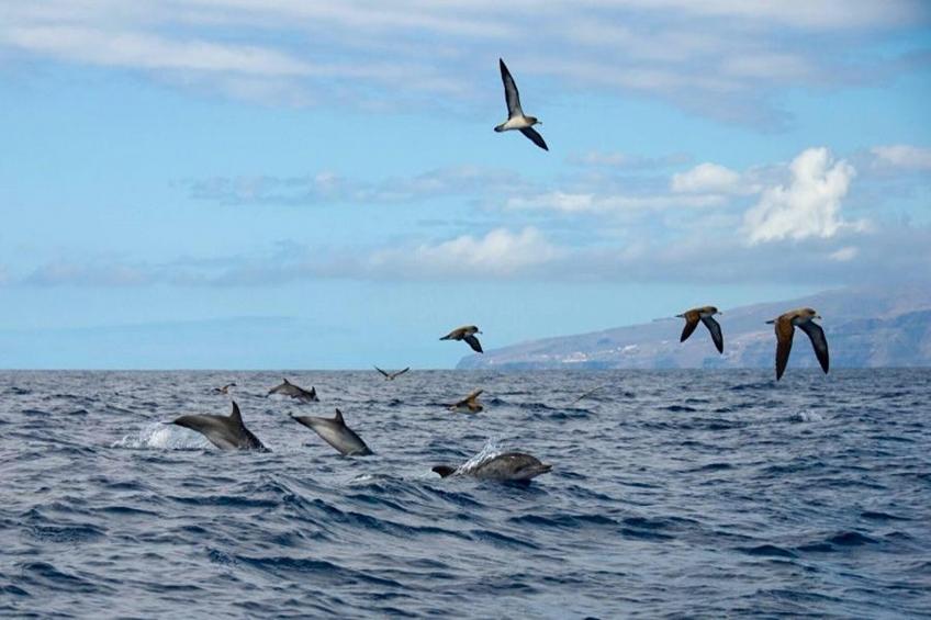 Delfin 101B 1d - foto 34