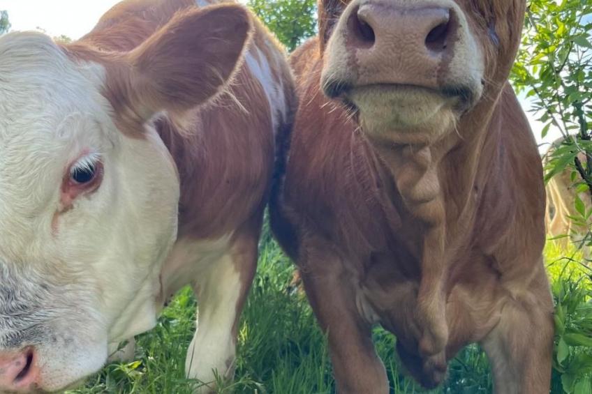 Wandlhof Ferienwohng - foto 12