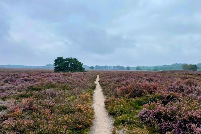 Halseweg 54 - foto 34