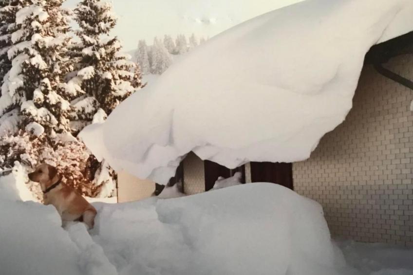 Soldanella - foto 29