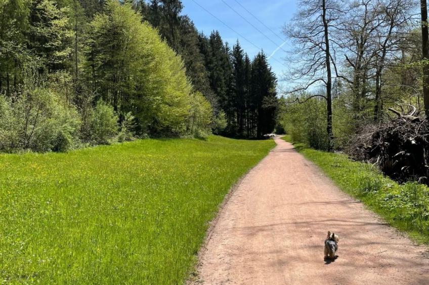 Haus Sonnenschein - foto 41