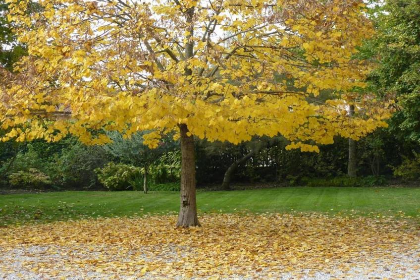 Maison Jaune - foto 38