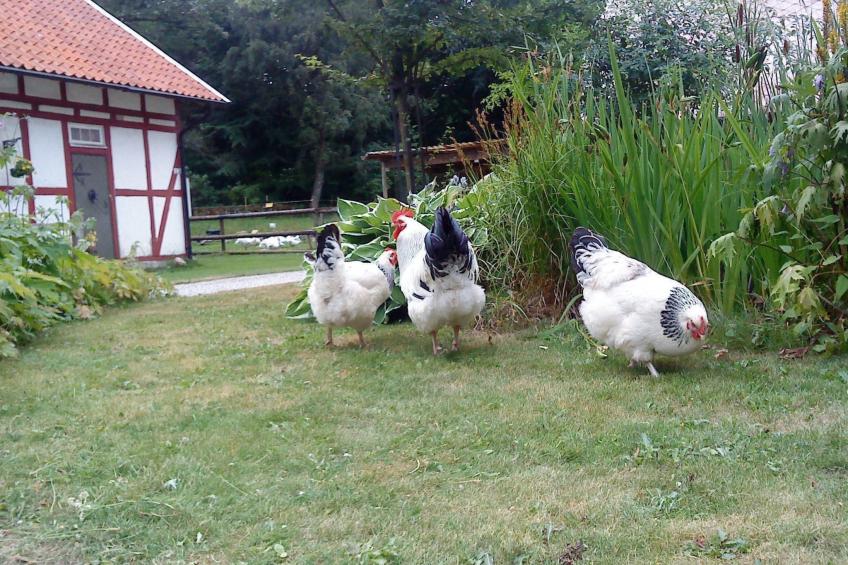 mit Balkon, Terrasse und Garten - foto 3