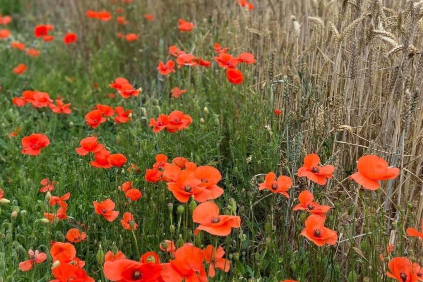 Neues normannisches Ferienhaus mit Charme die Kastanienbäume - foto 16