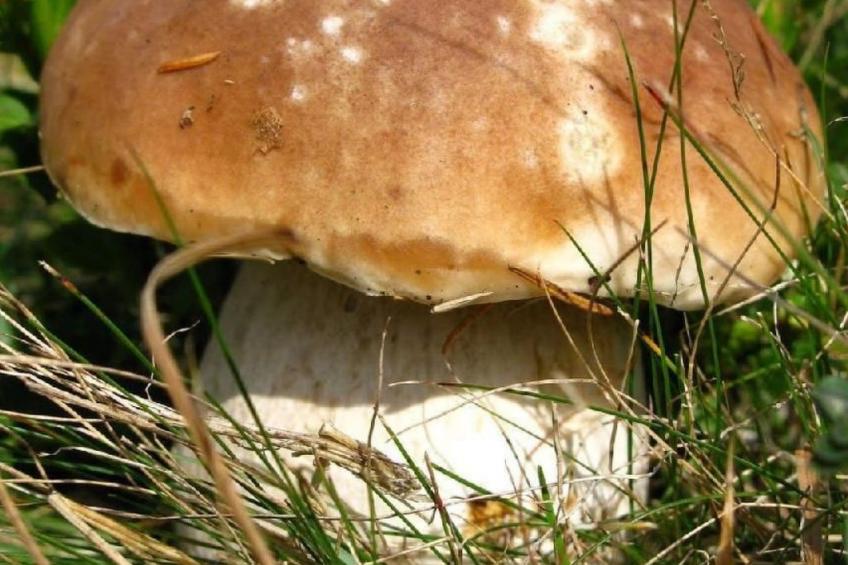 Haus Riga Rossa - foto 30