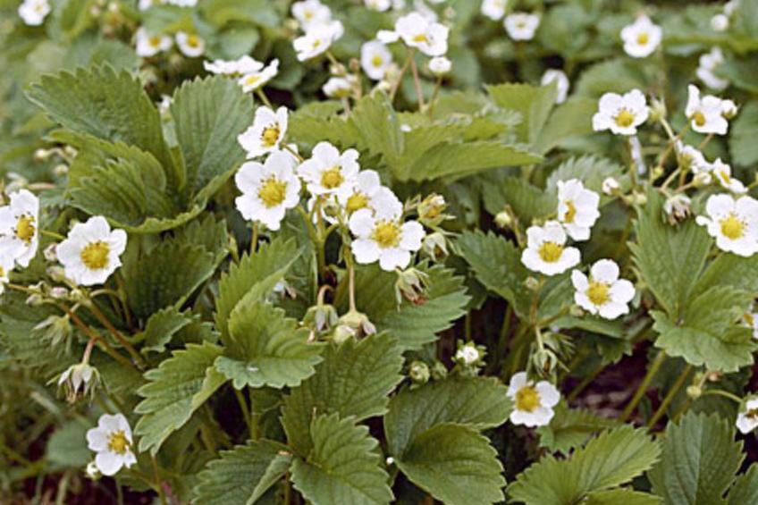 Villiruusu - foto 21