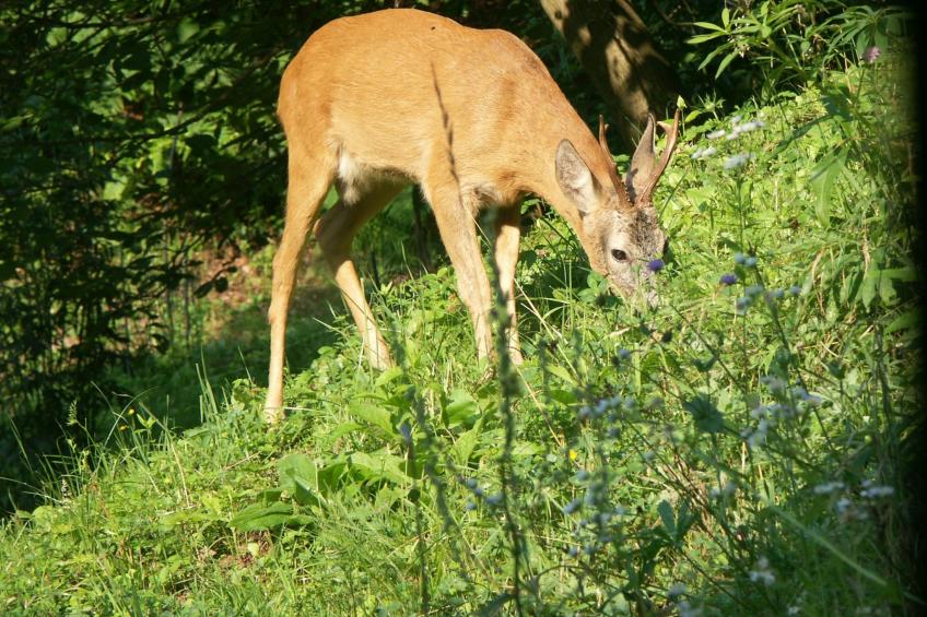 Himmelreichmühle in Sausal - foto 21