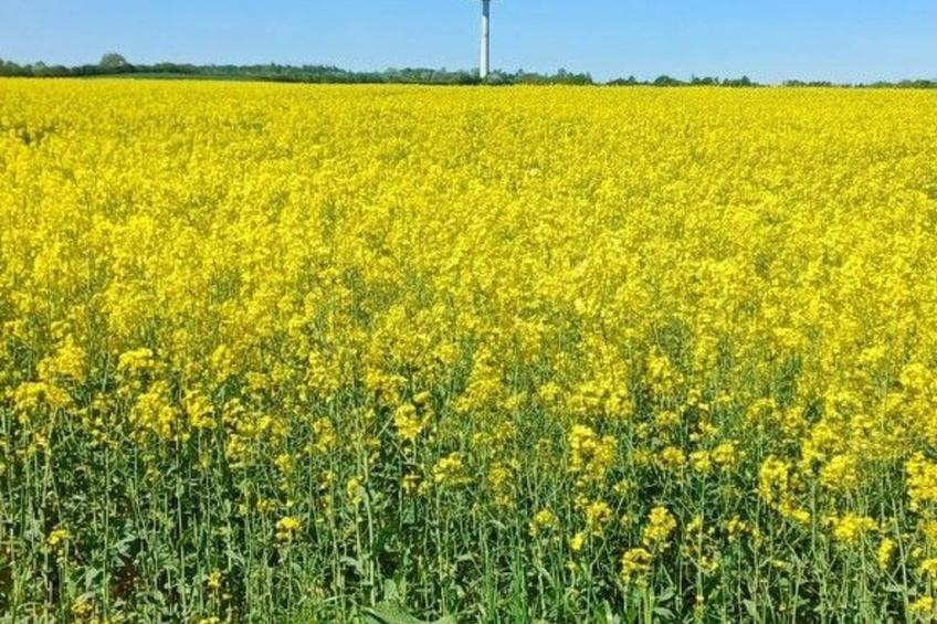 Möllis Ferienwohnung - foto 26