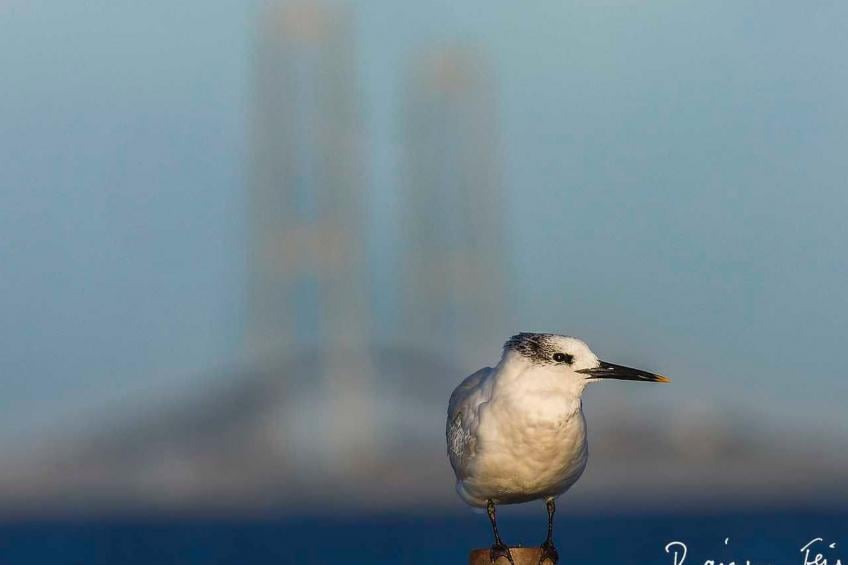 Skaerven Beachfront Wohnung C - foto 39