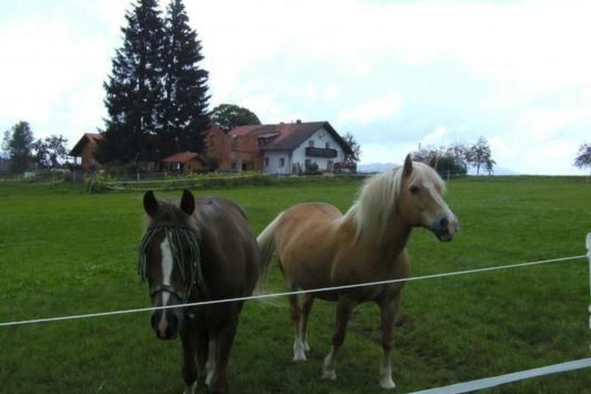 Wohnung in Haidmühle mit Terrasse und Garten - foto 14
