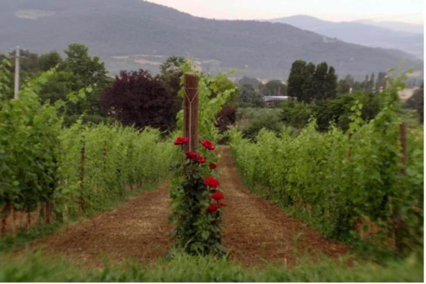 Villa Monte Acuto - foto 26