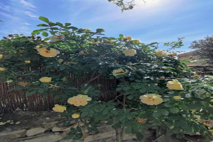 Villa Ollie - foto 35