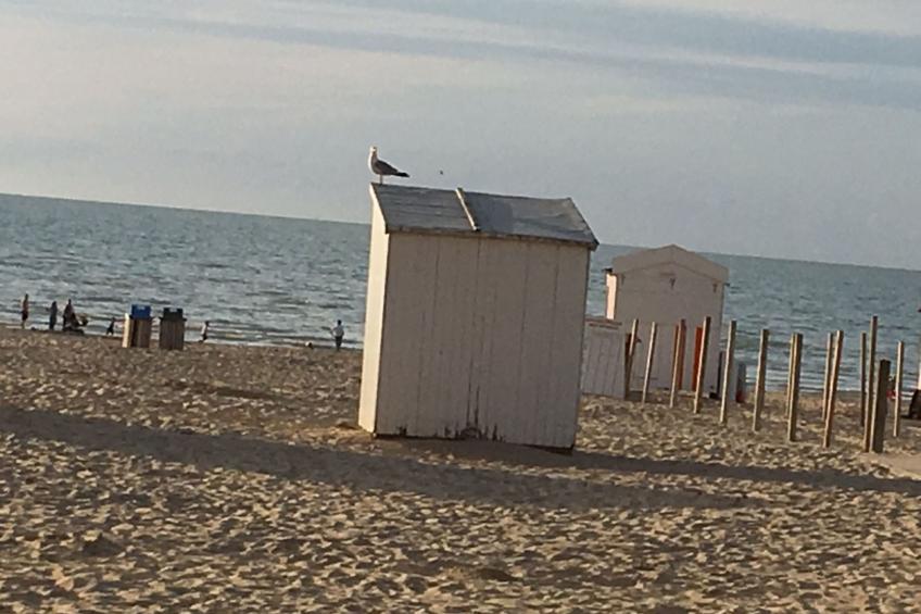 Windekind mit Blick auf die Felder - foto 37