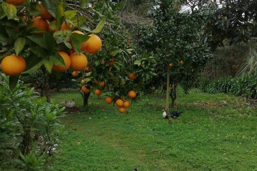 Maison du Moulin in Bauernhof - foto 48