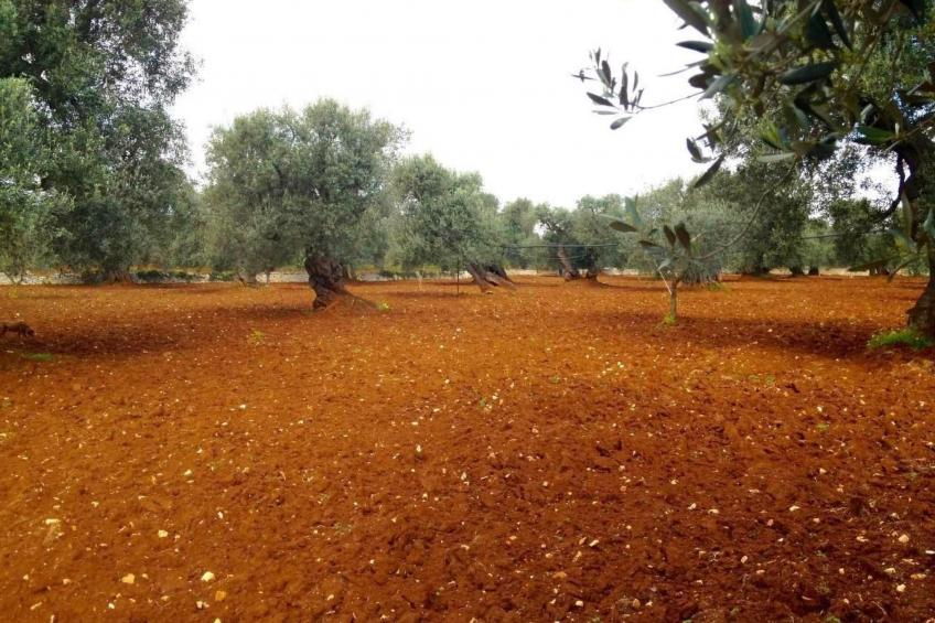 Diddy's Country - foto 18