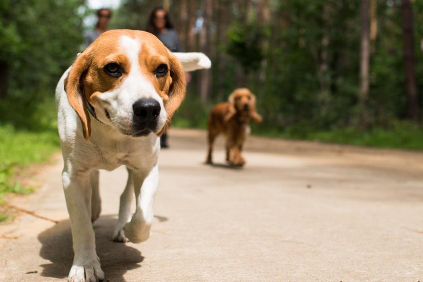 Cottage 4 people - foto 9