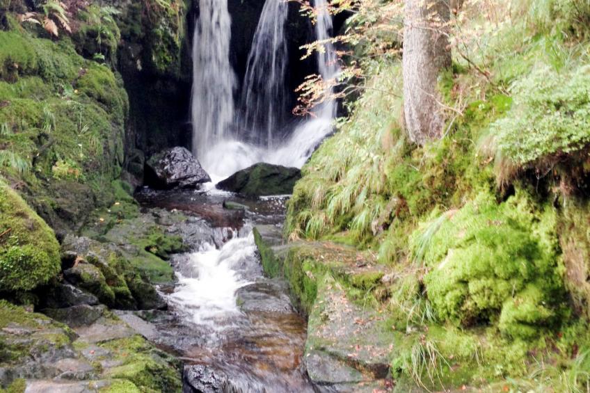 Haus Maria Hochschwarzwald, Garten umzäunt, Waldrand, Hunde willkommen - foto 29