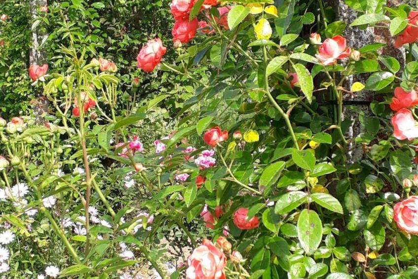 Quinta D'Avó Amélia, wunderschönes Landhaus zwischen den Bergen und dem Meer - foto 43