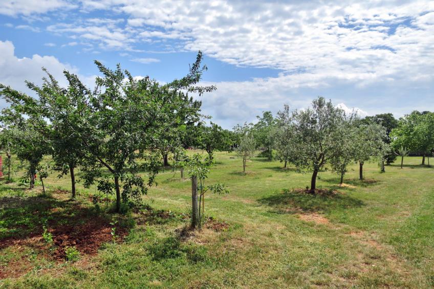 Haus Majoli (ROJ304) - foto 5