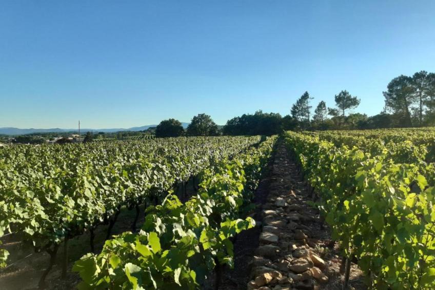 Coccinelles - foto 24