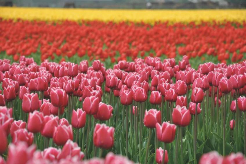 Kustpark Egmond aan Zee - foto 35