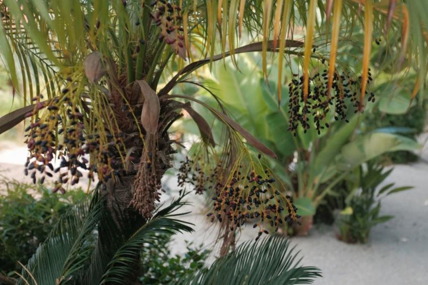 in Sgourou mit Eigenem Balkon - foto 43