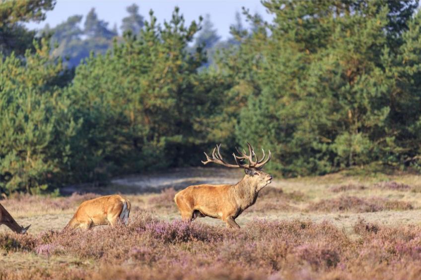 Veluwe hoeve 4 people sauna - foto 22