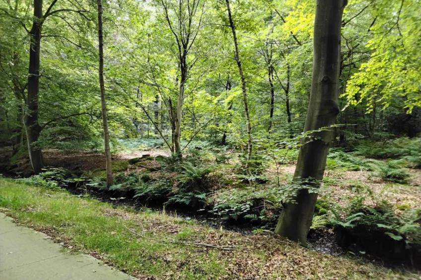 Landgoed Eysinga State - foto 38