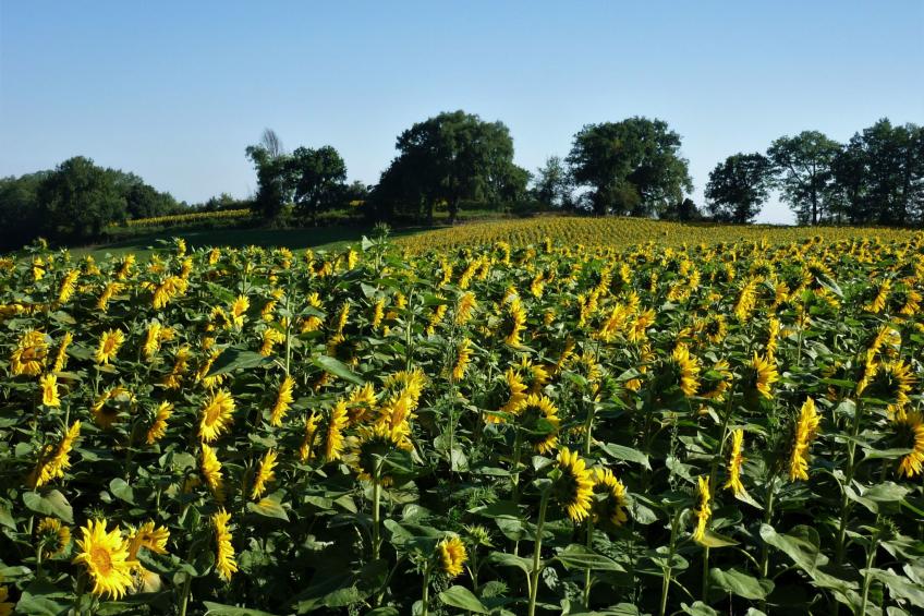 in Sarraguzan mit Privatem Pool - foto 24