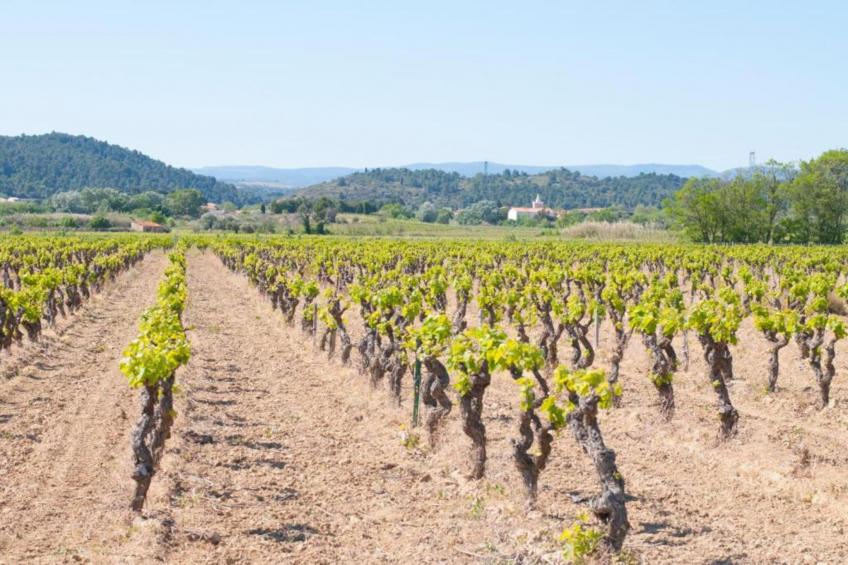Maison de vacances - MONTBRUN-DES-CORBIÈRES - foto 36