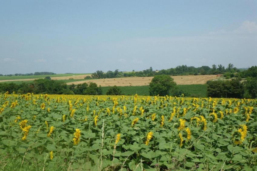 Ecolodge en Sequoia - foto 20