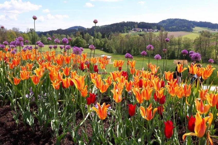 Thüringer Ferienhäuschen - foto 40