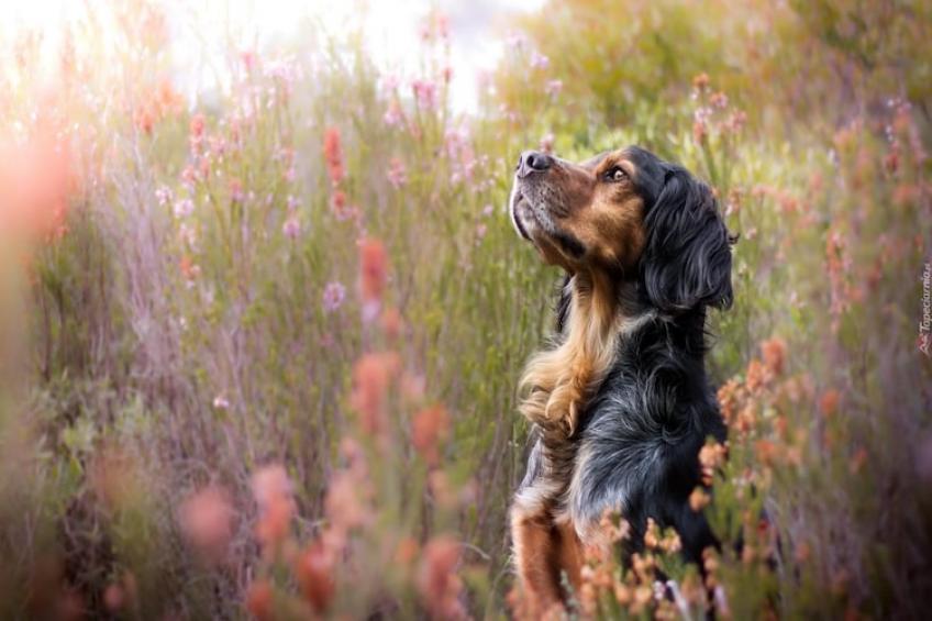 Vakantiewoning, Kiedrowice - foto 36