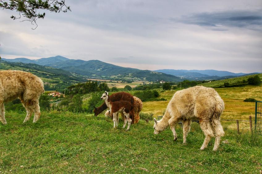 Alpaca - foto 36