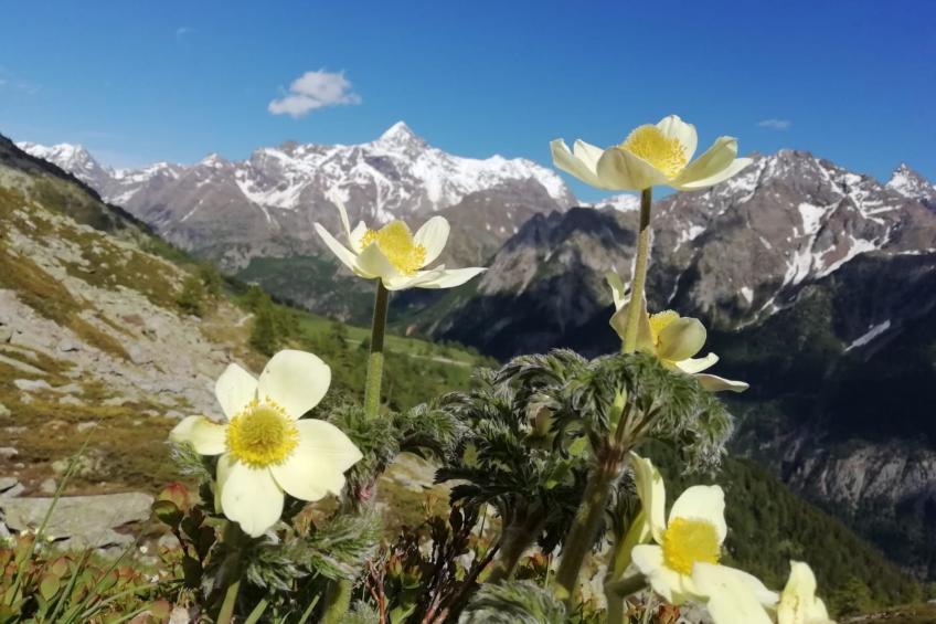 Helle, panoramische Wohnung in den Alpen. - foto 40