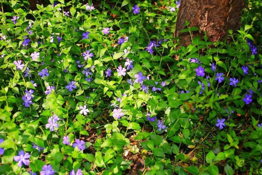 in Storkow mit Schönem Garten - foto 31