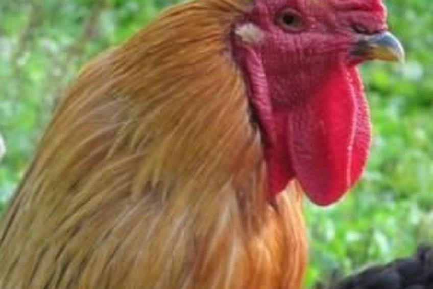 "L'Etable d'Emile" (Stall von Emile) - foto 24