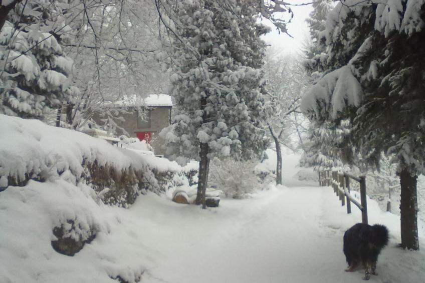 Niederwaldhaus in Solto Collina - foto 16