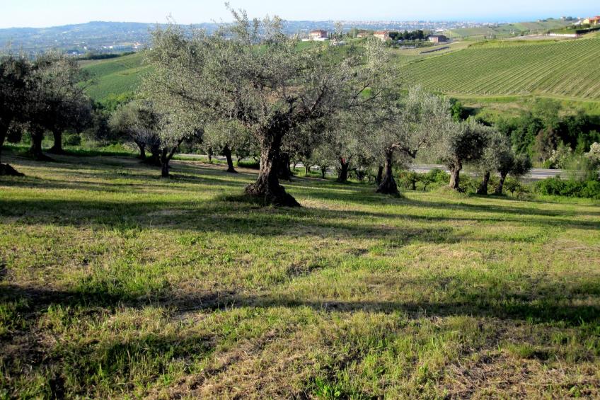 in Notaresco mit Grill und Garten - foto 23