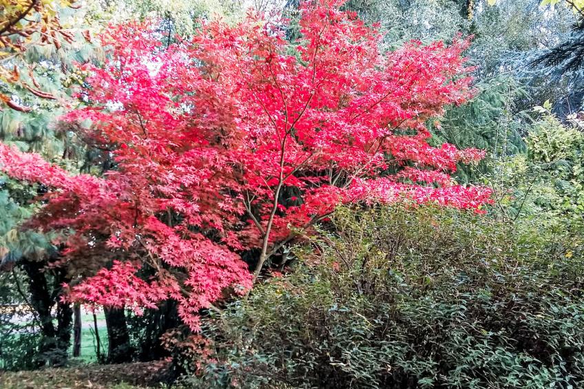 mit großem Garten in La Prée - foto 20